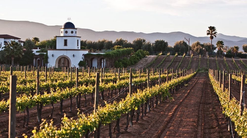 viñedos mexicanos